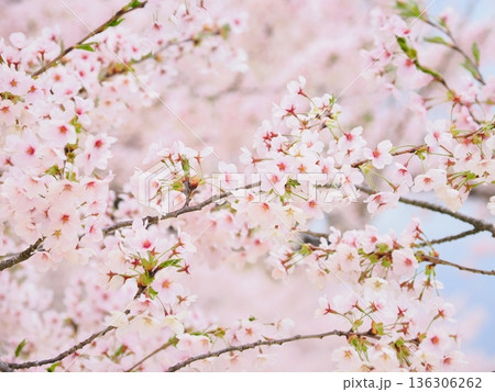 桜のクローズアップ:ボケ背景に映える満開の花 桜のクローズアップ:ボケ背景に映える満開の花 136306262