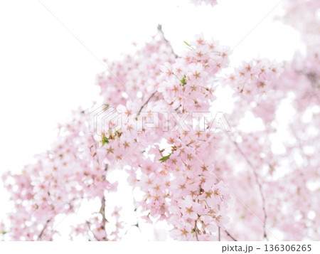 桜のクローズアップ：ボケ背景に映える満開の 136306265