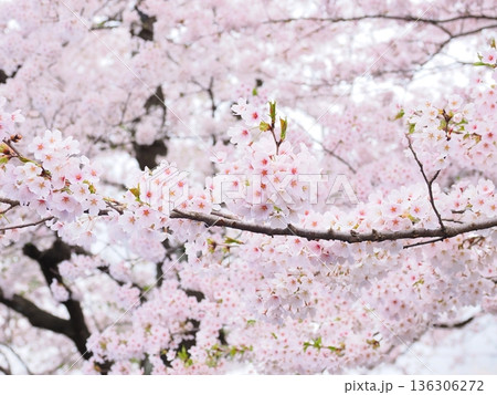 桜のクローズアップ：ボケ背景に映える満開の花：テクスチャ素材 136306272