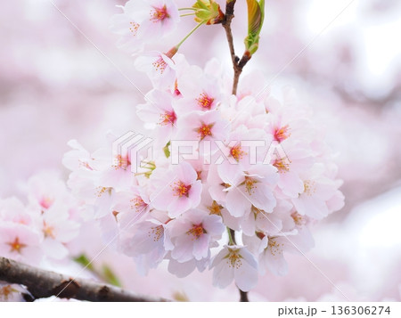 桜のクローズアップ:ボケ背景に映える満開の花:テクスチャ素材 桜のクローズアップ:ボケ背景に映える満開の花:テクスチャ素材 136306274