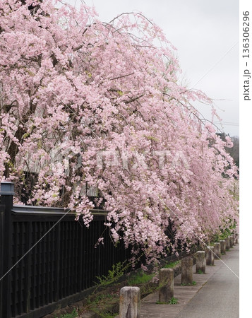 どんより曇天の角館・武家屋敷通り、満開の桜が彩る春の情緒ある街並み 136306296