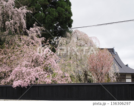 どんより曇天の角館・武家屋敷通り、満開の桜が彩る春の情緒ある街並み 136306297