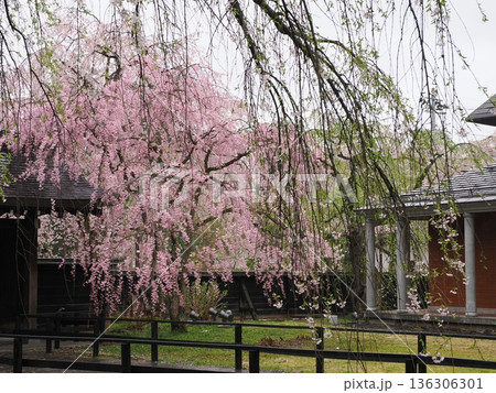 どんより曇天の角館・武家屋敷通り、満開の桜が彩る春の情緒ある街並み どんより曇天の角館・武家屋敷通り、満開の桜が彩る春の情緒ある街並み 136306301