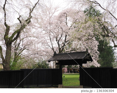 どんより曇天の角館・武家屋敷通り、満開の桜が彩る春の情緒ある街並み どんより曇天の角館・武家屋敷通り、満開の桜が彩る春の情緒ある街並み 136306304