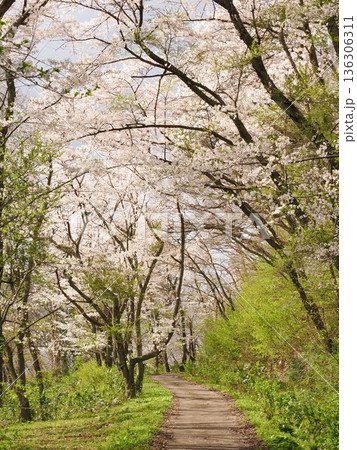 曇天の角館・武家屋敷通り、満開の桜が彩る春の情緒ある街並み 136306311