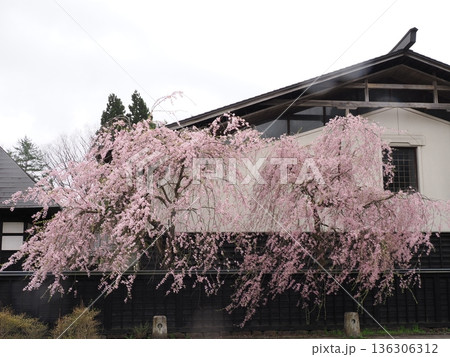 曇天の角館・武家屋敷通り、満開の桜が彩る春の情緒ある街並み 曇天の角館・武家屋敷通り、満開の桜が彩る春の情緒ある街並み 136306312