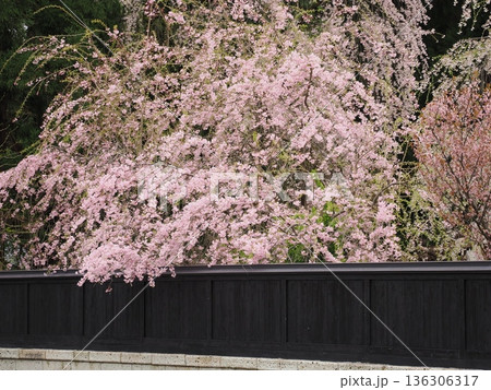 曇天の角館・武家屋敷通り、満開の桜が彩る春の情緒ある街並み 曇天の角館・武家屋敷通り、満開の桜が彩る春の情緒ある街並み 136306317