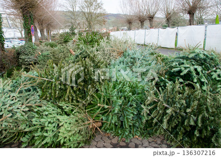 Much old dry used Christmas trees on the city street. Festively decorated outdoor. Background of green branchesof spruce. Much old dry used Christmas trees on the city street. Festively decorated outdoor. Background of green branchesof spruce. 136307216