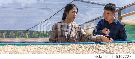 Farmer worker inspect and tossing dried coffee beans with hands at farm outdoors. Farmer worker inspect and tossing dried coffee beans with hands at farm outdoors. 136307728
