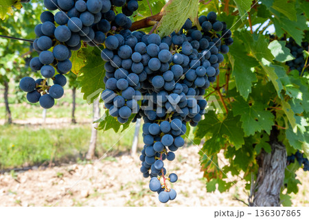 Big bunche of red wine grapes in sunny weather on the vineyard. Summer harvest for nature background. 136307865