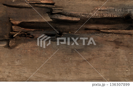 Black termite hole in wood 136307899