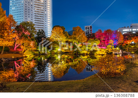 東京都墨田区 両国、旧安田庭園の紅葉ライトアップ 136308788
