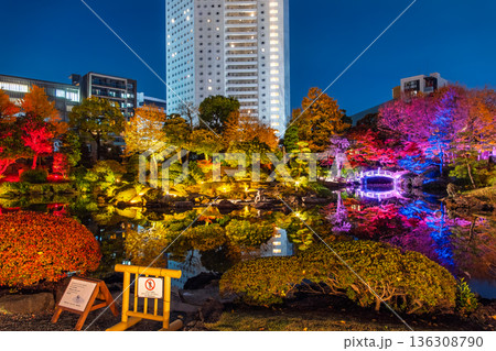 東京都墨田区 両国、旧安田庭園の紅葉ライトアップ 東京都墨田区 両国、旧安田庭園の紅葉ライトアップ 136308790