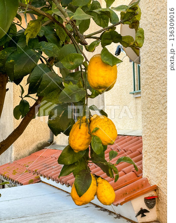 Ripe lemons hanging on citrus tree branch near residential house, yellow fruit and green leaves in warm spring light. Mediterranean lifestyle Ripe lemons hanging on citrus tree branch near residential house, yellow fruit and green leaves in warm spring light. Mediterranean lifestyle 136309016