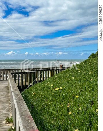 Coastal boardwalk along the Camino de Santiago with green ice plant vegetation, wooden railing and Atlantic Ocean under blue cloudy sky. Ideal for tourism, hiking, slow travel 136309020