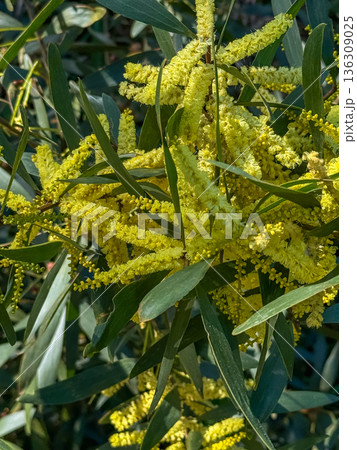 Yellow acacia longifolia flowers blooming on evergreen branches with green leaves in natural sunlight. Spring season, botanical, mediterranean nature 136309025