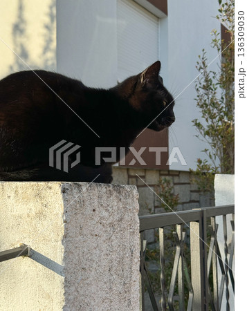Black cat resting on stone fence near residential house, calm urban animal scene in warm evening light 136309030