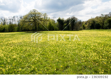 明るい日差しの下の広々としたフィールド一面に咲く黄色い花々　ロンドン郊外のメイデンヘッド草原にて 136309192