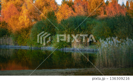 Autumn sunrise over a reed-covered lake with colorful trees Autumn sunrise over a reed-covered lake with colorful trees 136309216