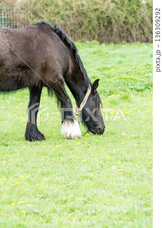 広々とした草原で草を食べる馬　ロンドン郊外のフィールドにて 136309292