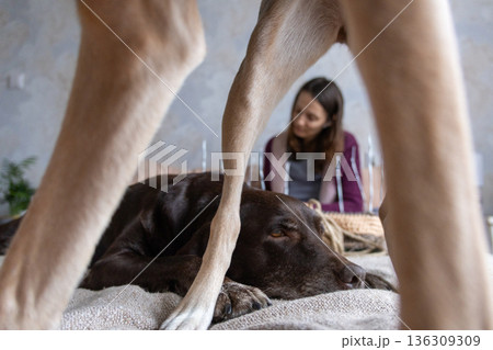 dog's legs are in the foreground, person is sitting on the bed and doing needlework. dog's legs are in the foreground, person is sitting on the bed and doing needlework. 136309309