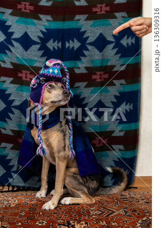 spotted dog with a sad face sits on a colored background in a hat and looks at the camera.  136309316