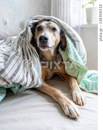 spotted Dog is lying on a bed under blanket. pet froze and hid under blanket, heating in winter.  136309318