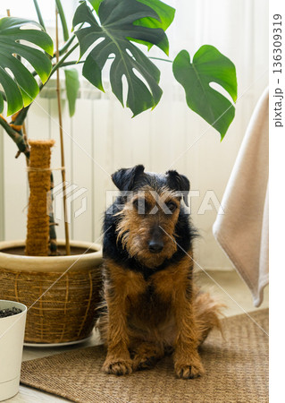 Terrier dog sitting on rug beside houseplant Terrier dog sitting on rug beside houseplant 136309319