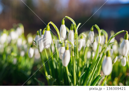 Selective focus. A close up of delicate snowdrops in a sunny meadow. White spring flowers with green stems and a soft, blurred background with room for text 136309421