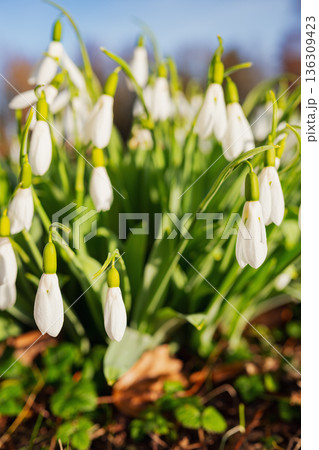 Selective focus. A close up of delicate snowdrops in a sunny meadow. White spring flowers with green stems and a soft, blurred background with room for text 136309423