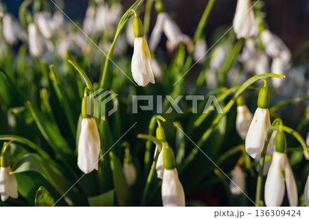Selective focus. A close up of delicate snowdrops in a sunny meadow. White spring flowers with green stems and a soft, blurred background with room for text 136309424