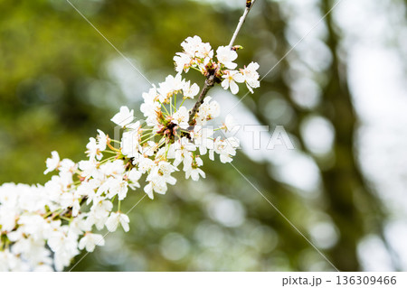 曇り空の下で柵桜に似た小さい白い花々 ロンドン郊外のオスタリー公園にて 曇り空の下で柵桜に似た小さい白い花々 ロンドン郊外のオスタリー公園にて 136309466