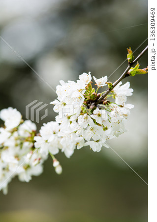 曇り空の下で柵桜に似た小さい白い花々　ロンドン郊外のオスタリー公園にて 136309469