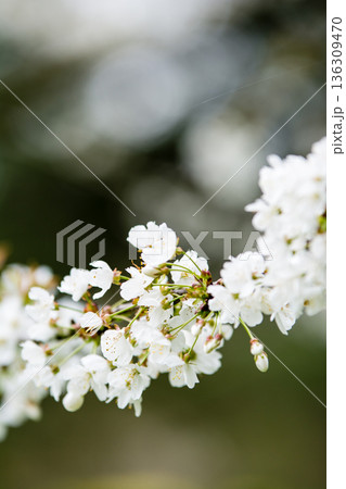 曇り空の下で柵桜に似た小さい白い花々　ロンドン郊外のオスタリー公園にて 136309470