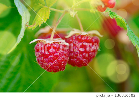 Branch of ripe raspberries in a garden. 136310502