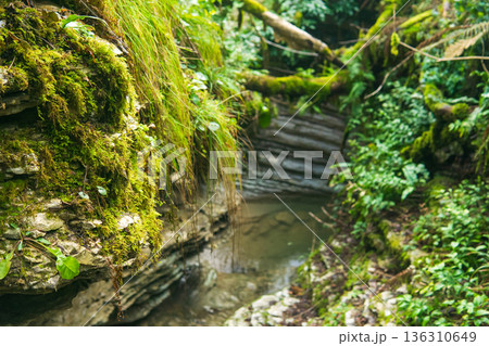 grass above a spring among limestone rocks in a tropical forest 136310649
