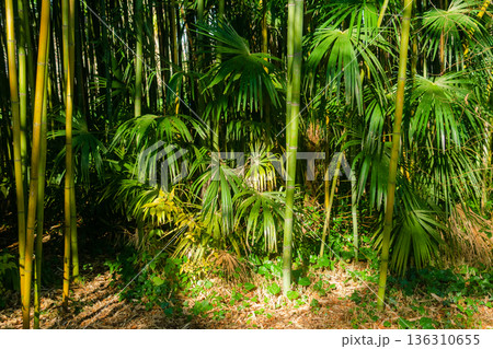Bamboo forest in morning light. 136310655