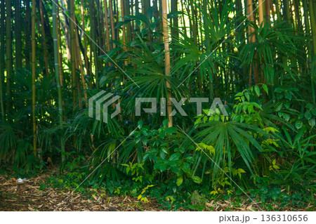 bamboo forest in the morning with sun light and shadow bamboo forest in the morning with sun light and shadow 136310656