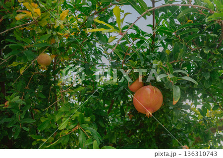 Organic pomegranate on the branch, illuminated by the bright sun Organic pomegranate on the branch, illuminated by the bright sun 136310743