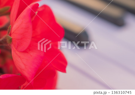 Fresh geranium flowers on piano keys, close up of red pelargonium blossoms musical instrument keyboard, romantic atmosphere song inspiration concept 136310745
