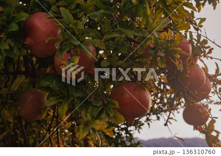 Abundance of red pomegranates on a tree with green and yellow autumn leaves 136310760