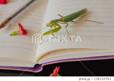 Nature and writing: spring flowers, insect and a notepad ready for journaling 136310761