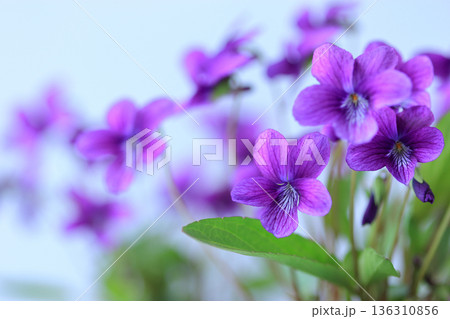 山野草　18　青空に映えるスミレの花 136310856