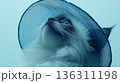 Portrait of charming white cat in blue mesh hat against soft blue background for pet and fashion design 136311198