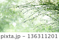 Fresh spring branches with sparkling raindrops on delicate green. Bright and gentle background for spring concepts 136311201