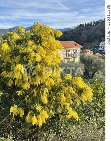 Spring mimosa flowers bloom on tree in courtyard of house in mountains of Italy on a sunny day, Liguria in winter. Traditional buildings. Background for design. 136311586