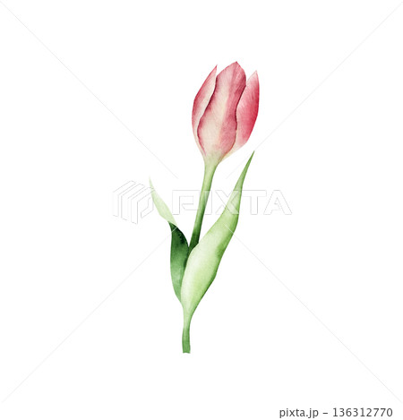 Spring red tulip flower. Watercolor easter hand drawn illustration isolated on background, transparent png. Botanical and wedding clip art. For greeting card, wallpaper, wrapping paper design, textile 136312770