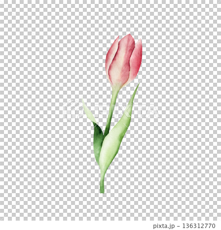 Spring red tulip flower. Watercolor easter hand drawn illustration isolated on background, transparent png. Botanical and wedding clip art. For greeting card, wallpaper, wrapping paper design, textile 136312770