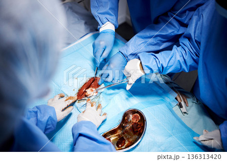 Emergency, hands or surgeons cutting in surgery or procedure or healthcare operation in hospital. Gloves closeup, medical tools or team of doctors helping in operating room with cotton or knife 136313420