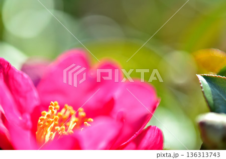 近所で見た山茶花 近所で見た山茶花 136313743